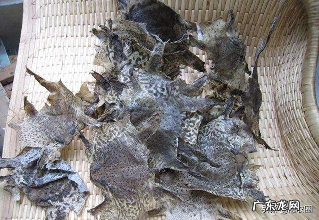 农村里的蟾蜍会脱下一层蟾衣,据说比黄金还贵,但是为什么从来没人在野外看到?