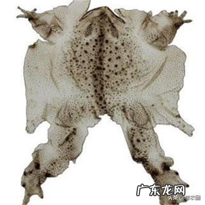 农村里的蟾蜍会脱下一层蟾衣,据说比黄金还贵,但是为什么从来没人在野外看到?