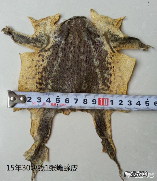农村里的蟾蜍会脱下一层蟾衣,据说比黄金还贵,但是为什么从来没人在野外看到?