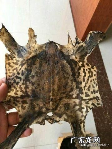 农村里的蟾蜍会脱下一层蟾衣,据说比黄金还贵,但是为什么从来没人在野外看到?