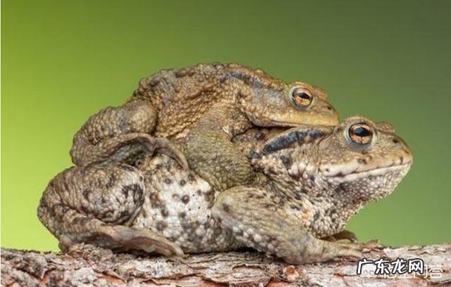 农村里的蟾蜍会脱下一层蟾衣,据说比黄金还贵,但是为什么从来没人在野外看到?