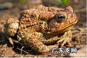 农村里的蟾蜍会脱下一层蟾衣,据说比黄金还贵,但是为什么从来没人在野外看到?