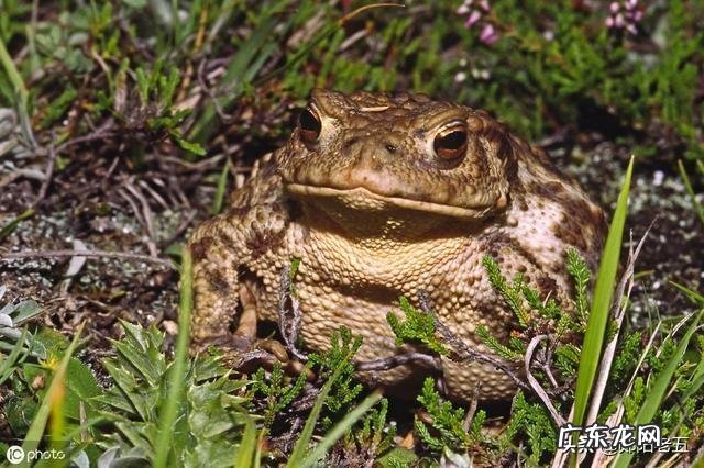 农村里的蟾蜍会脱下一层蟾衣,据说比黄金还贵,但是为什么从来没人在野外看到?