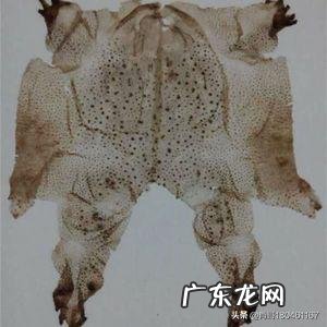 农村里的蟾蜍会脱下一层蟾衣，据说比黄金还贵，但是为什么从来没人在野外看到？