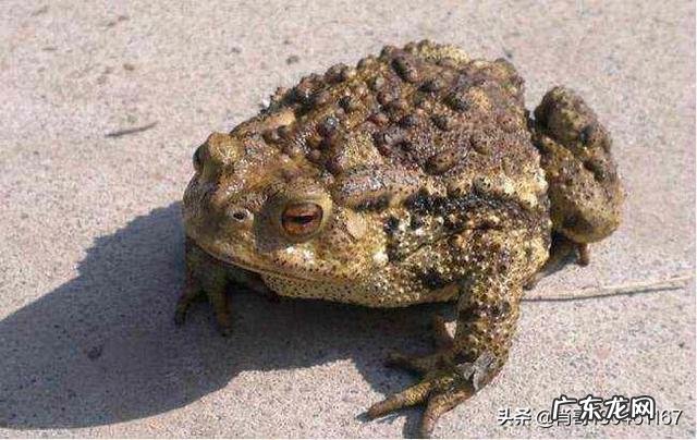 农村里的蟾蜍会脱下一层蟾衣,据说比黄金还贵,但是为什么从来没人在野外看到?