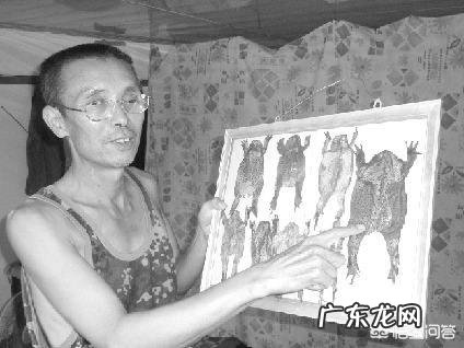 农村里的蟾蜍会脱下一层蟾衣,据说比黄金还贵,但是为什么从来没人在野外看到?