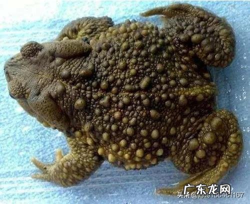 农村里的蟾蜍会脱下一层蟾衣，据说比黄金还贵，但是为什么从来没人在野外看到？