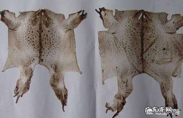 农村里的蟾蜍会脱下一层蟾衣,据说比黄金还贵,但是为什么从来没人在野外看到?