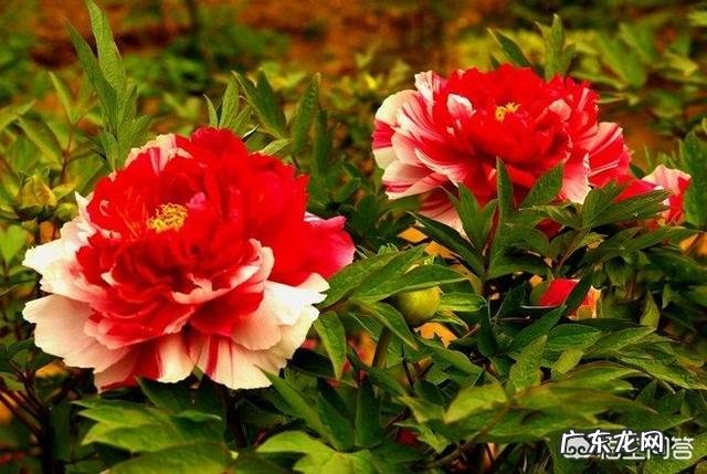 牡丹花寓意吉祥,深受人们喜爱,牡丹花如何养护更好?