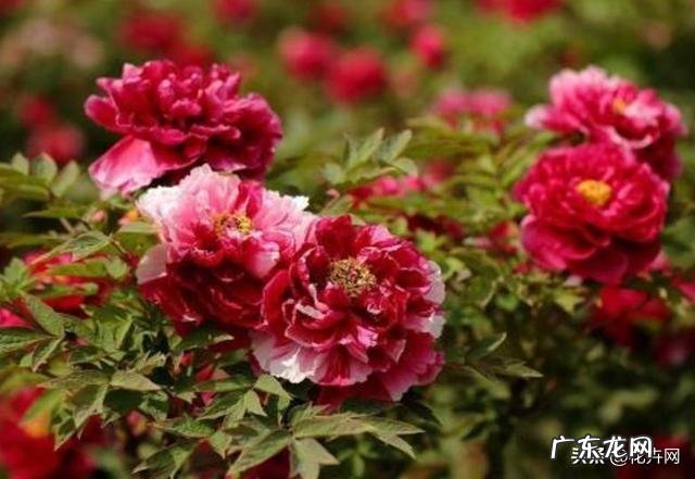 牡丹花寓意吉祥,深受人们喜爱,牡丹花如何养护更好?