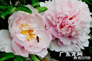 牡丹花寓意吉祥,深受人们喜爱,牡丹花如何养护更好?