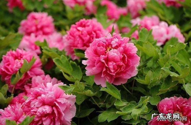 牡丹花寓意吉祥,深受人们喜爱,牡丹花如何养护更好?