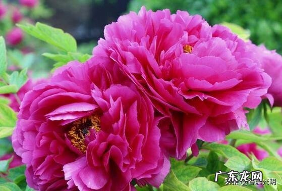 牡丹花寓意吉祥,深受人们喜爱,牡丹花如何养护更好?