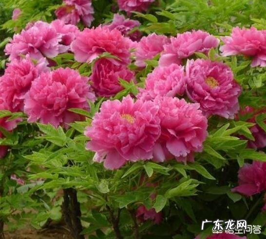 牡丹花寓意吉祥，深受人们喜爱，牡丹花如何养护更好？