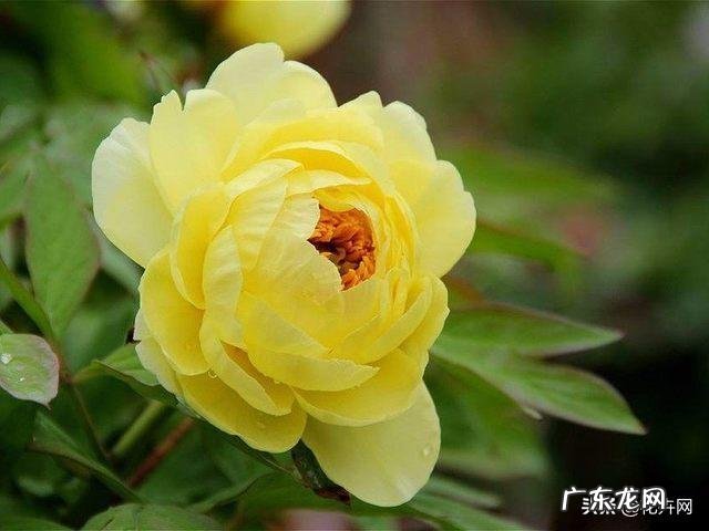 牡丹花寓意吉祥,深受人们喜爱,牡丹花如何养护更好?