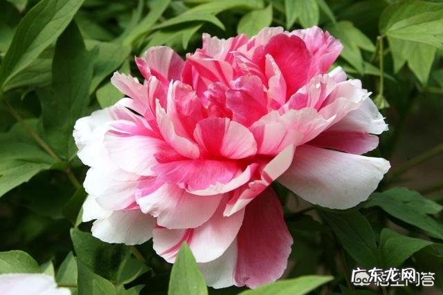 牡丹花寓意吉祥,深受人们喜爱,牡丹花如何养护更好?