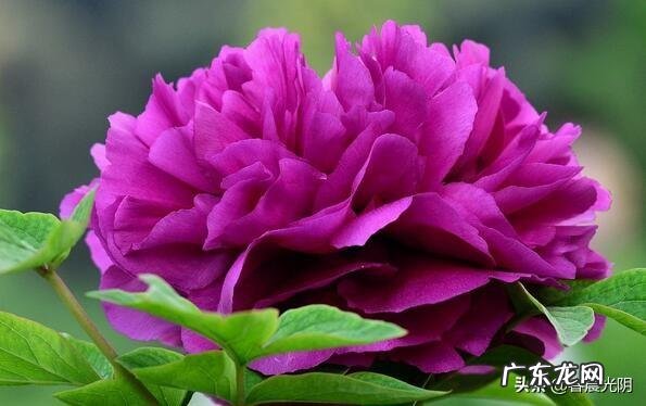 牡丹花寓意吉祥,深受人们喜爱,牡丹花如何养护更好?