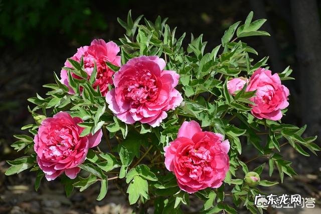 牡丹花寓意吉祥,深受人们喜爱,牡丹花如何养护更好?