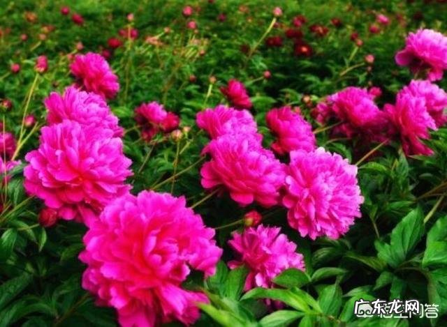 牡丹花寓意吉祥，深受人们喜爱，牡丹花如何养护更好？