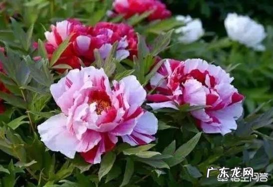 牡丹花寓意吉祥,深受人们喜爱,牡丹花如何养护更好?