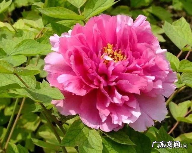 牡丹花寓意吉祥,深受人们喜爱,牡丹花如何养护更好?