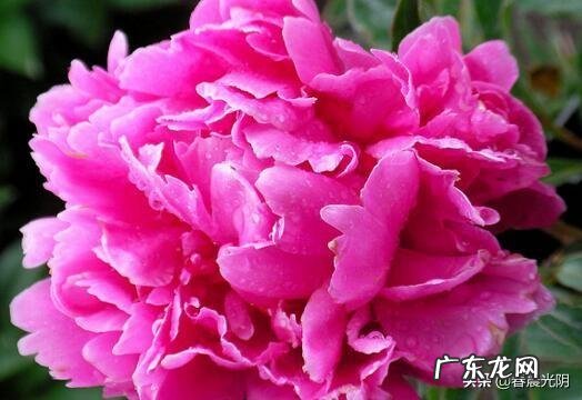 牡丹花寓意吉祥,深受人们喜爱,牡丹花如何养护更好?