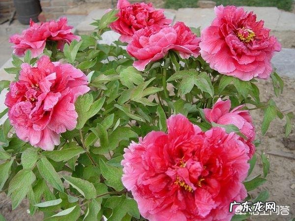 牡丹花寓意吉祥，深受人们喜爱，牡丹花如何养护更好？