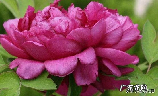 牡丹花寓意吉祥,深受人们喜爱,牡丹花如何养护更好?