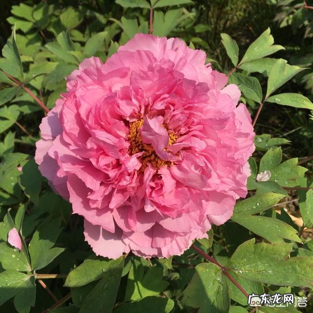 牡丹花寓意吉祥,深受人们喜爱,牡丹花如何养护更好?