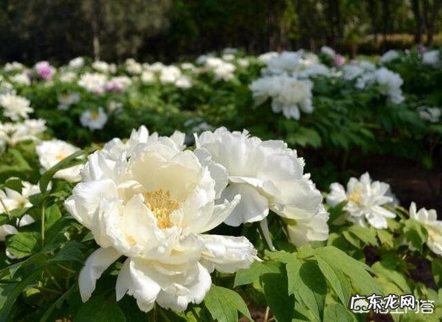 牡丹花寓意吉祥，深受人们喜爱，牡丹花如何养护更好？