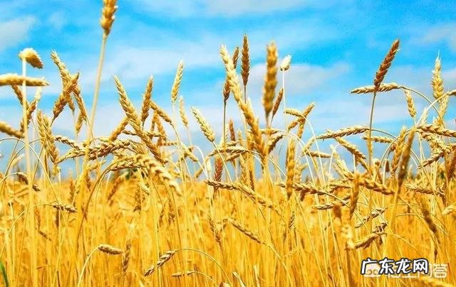 对于农民的丰收节,大家怎么看?