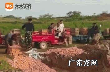 对于农民的丰收节,大家怎么看?