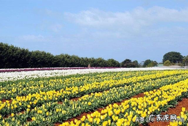 郁金香的繁殖方法有哪些,又该如何养护?