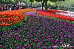 郁金香的繁殖方法有哪些，又该如何养护？