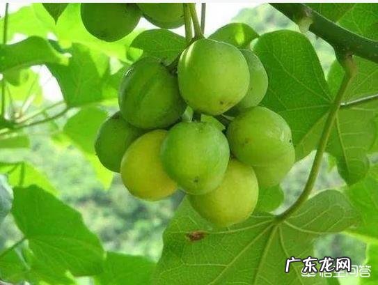 东方市43名学生误食麻风果,多人出现腹痛呕吐,被紧急送往医院救治, 你怎么看?