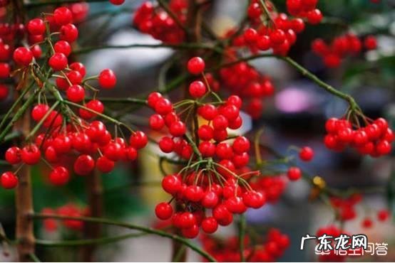 东方市43名学生误食麻风果，多人出现腹痛呕吐，被紧急送往医院救治, 你怎么看？