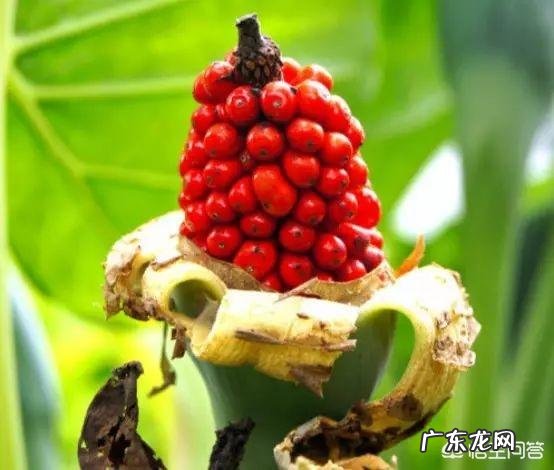 东方市43名学生误食麻风果，多人出现腹痛呕吐，被紧急送往医院救治, 你怎么看？