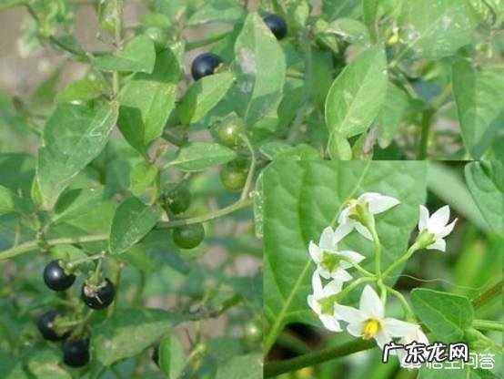 东方市43名学生误食麻风果，多人出现腹痛呕吐，被紧急送往医院救治, 你怎么看？