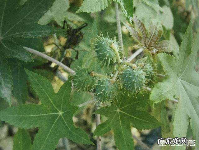 东方市43名学生误食麻风果，多人出现腹痛呕吐，被紧急送往医院救治, 你怎么看？