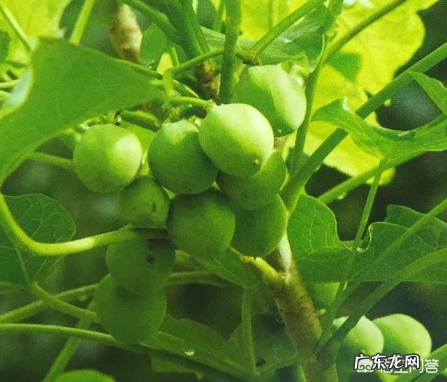 东方市43名学生误食麻风果，多人出现腹痛呕吐，被紧急送往医院救治, 你怎么看？