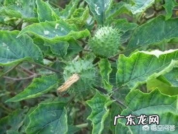 东方市43名学生误食麻风果，多人出现腹痛呕吐，被紧急送往医院救治, 你怎么看？