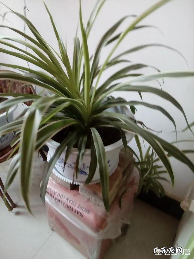 给金边吊兰浇什么水才能不使金边褪色呢?