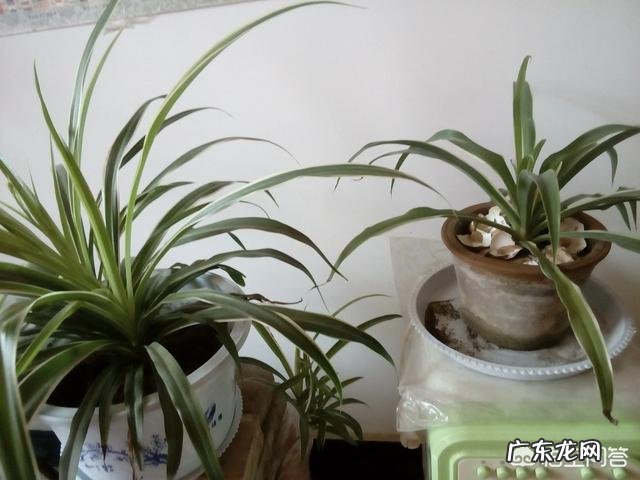 给金边吊兰浇什么水才能不使金边褪色呢?