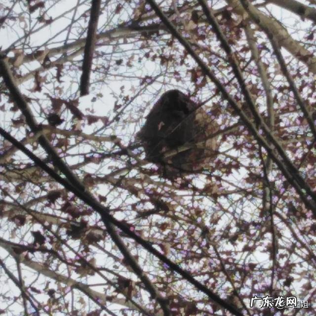 怎么在农村野外寻找马蜂窝,有什么诀窍吗?