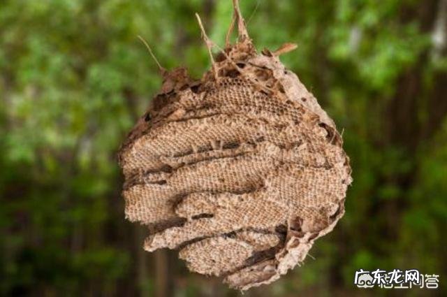 怎么在农村野外寻找马蜂窝,有什么诀窍吗?