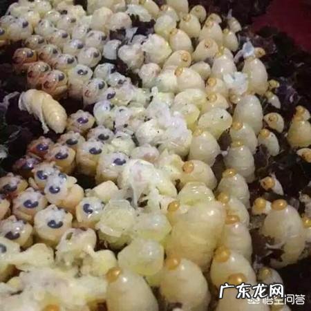 怎么在农村野外寻找马蜂窝,有什么诀窍吗?