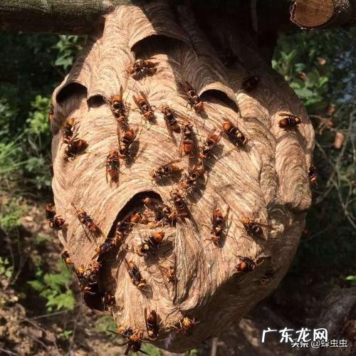 怎么在农村野外寻找马蜂窝,有什么诀窍吗?