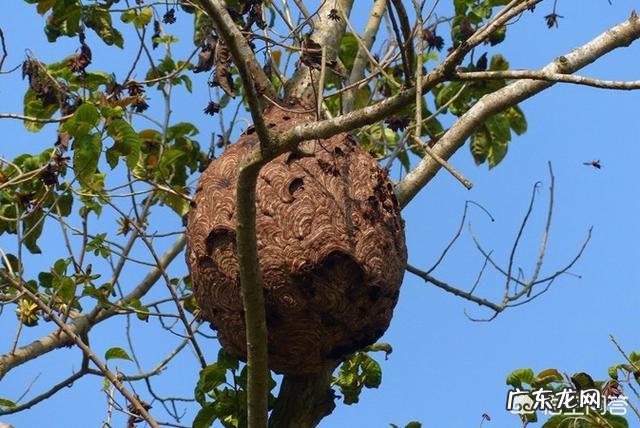 怎么在农村野外寻找马蜂窝,有什么诀窍吗?