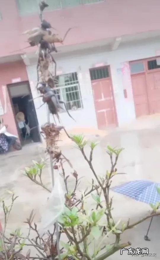 怎么在农村野外寻找马蜂窝,有什么诀窍吗?