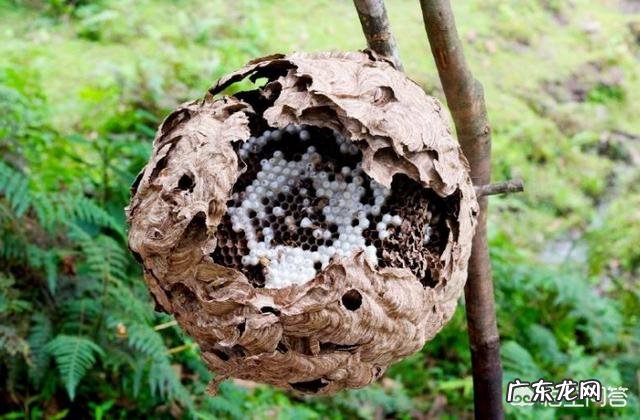 怎么在农村野外寻找马蜂窝,有什么诀窍吗?